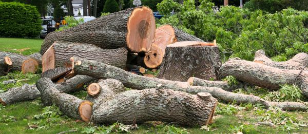 Large Tree Removal in Smyrna