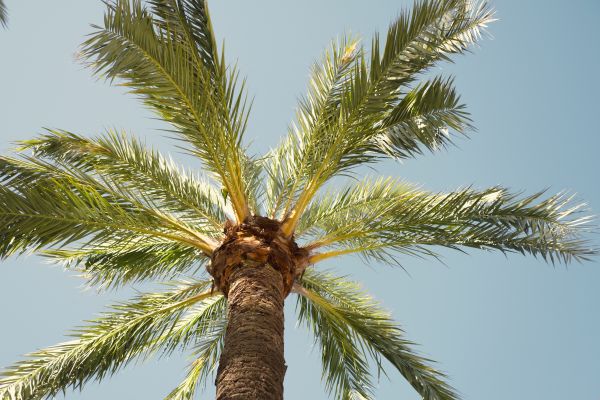 Palm Tree Removal in Smyrna