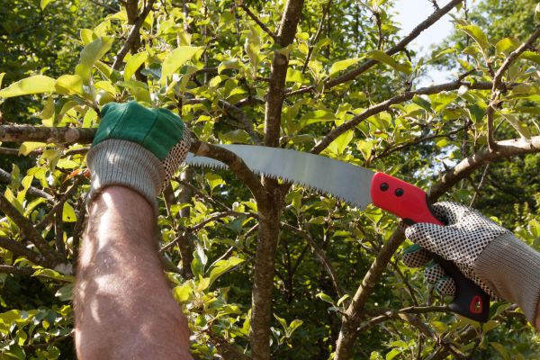Small Tree Removal in Smyrna