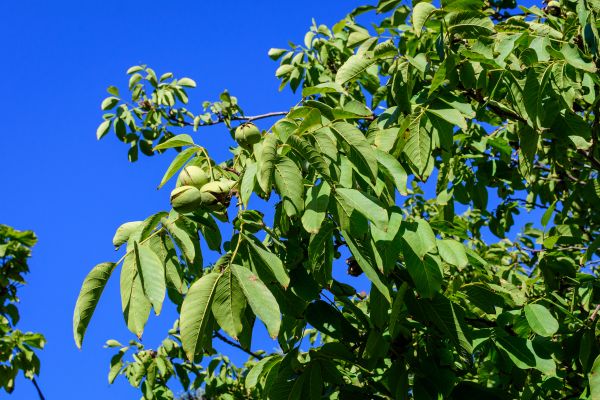 Walnut Tree Removal in Smyrna