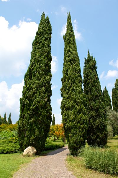 Cypress Tree Removal in Smyrna