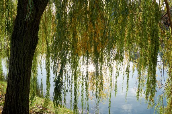 Willow Tree Removal in Smyrna