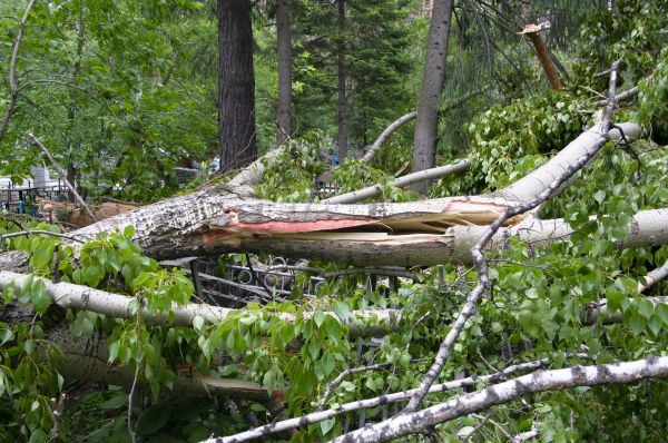 Birch Tree Removal in Smyrna