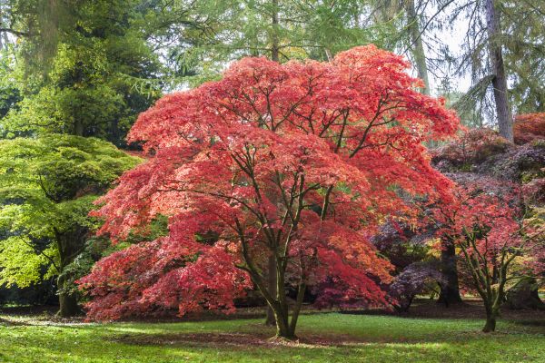 Maple Tree Removal in Smyrna