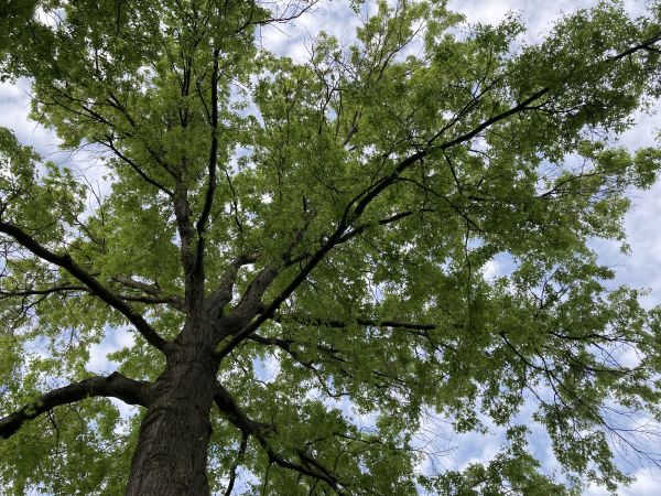 Oak Tree Removal in Smyrna