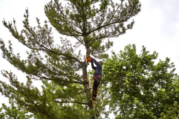 Pine Tree Removal in Smyrna