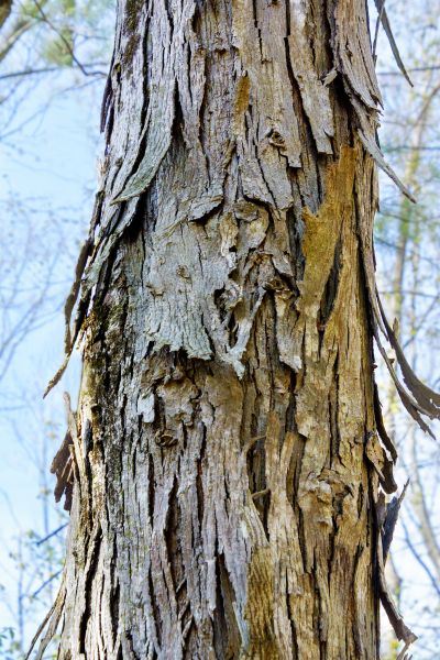 Hickory Tree Removal in Smyrna
