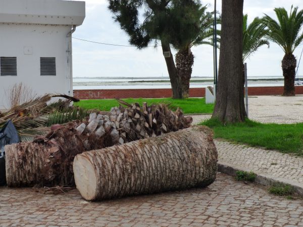 Palm Trees Removal in Smyrna