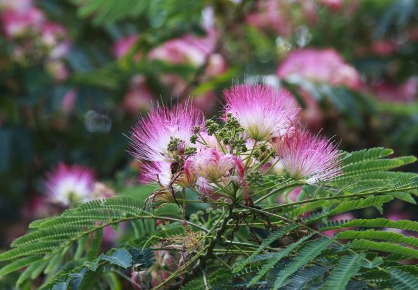 Mimosa Tree Removal in Smyrna