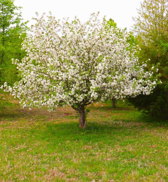 Dogwood Tree Removal in Smyrna
