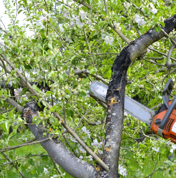 Apple Tree Removal in Smyrna