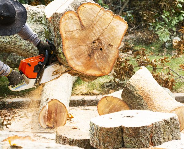 Tree Removal Service in Smyrna