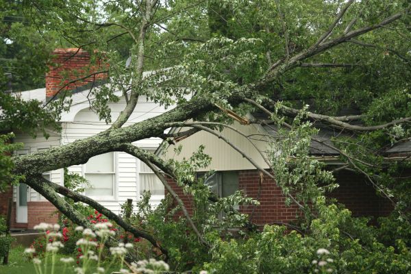 Emergency Tree Removal in Smyrna