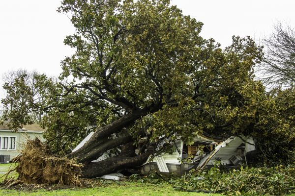 Fallen Tree Removal in Smyrna