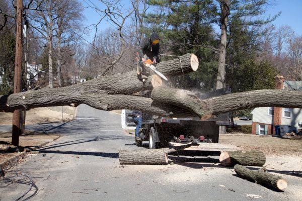 Residential Tree Removal in Smyrna