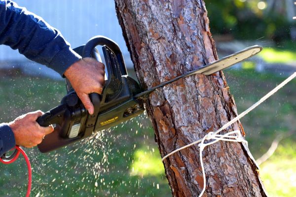 Dead Tree Removal in Smyrna