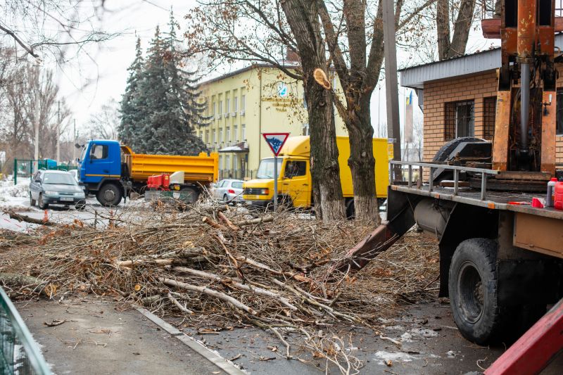 Tree Removal