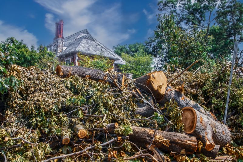 Elm Tree Removal
