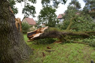 Fallen Tree on Driveway