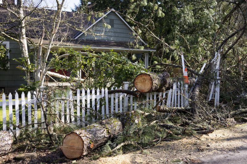 Tree Removal Crew