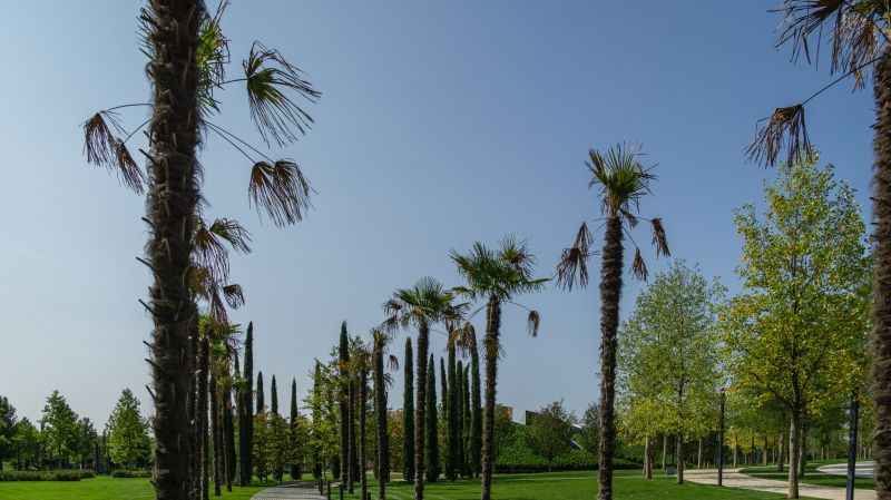 Palm Trees Removal
