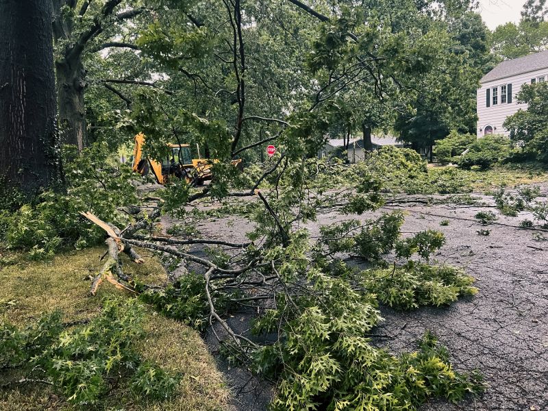 Storm-Damaged Tree Removal