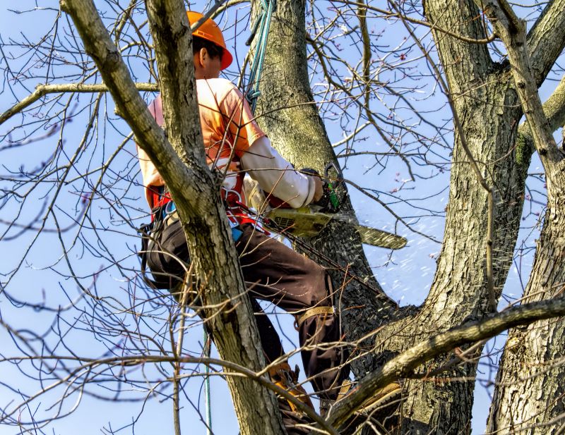 Complete Tree Removal