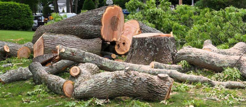 Tree Cutting Process