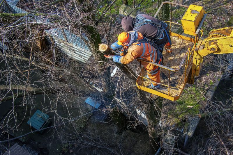 Safety Gear in Tree Removal