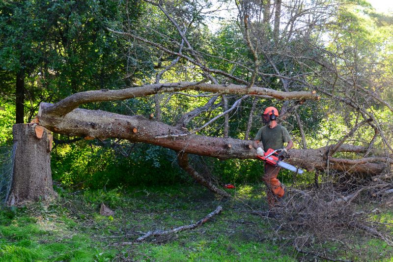 Healthy Trees Before Removal