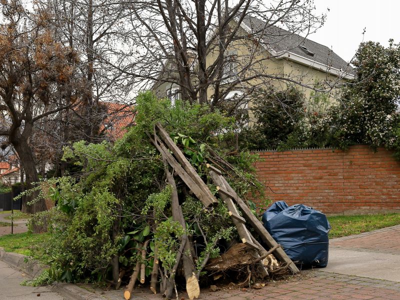 Disposing of Tree Debris